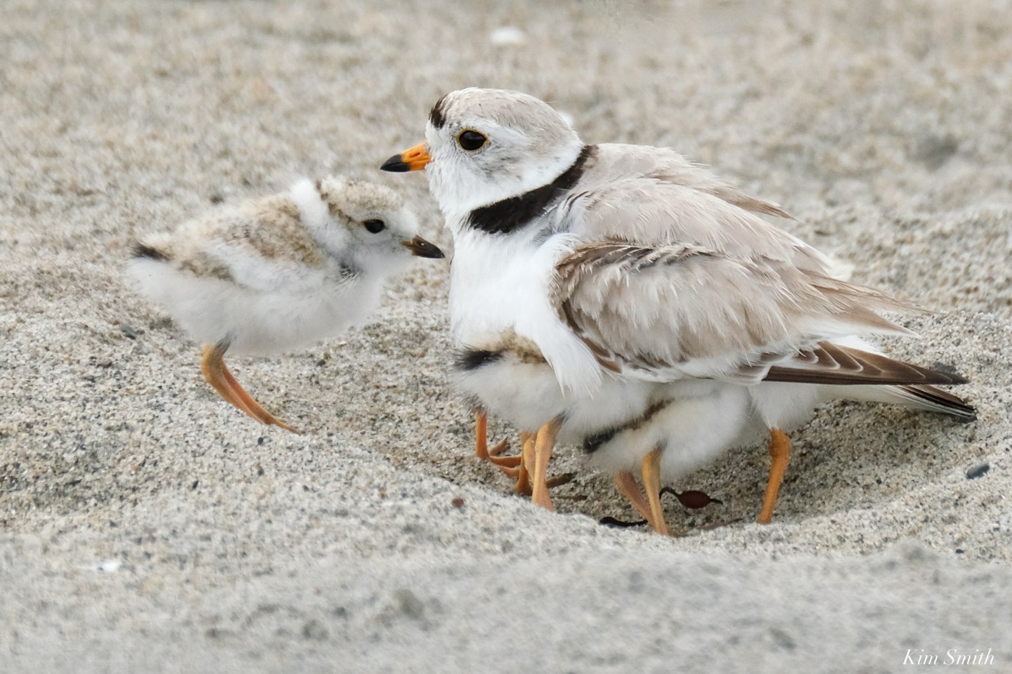 Piping Plover update | The Piping Plover Project