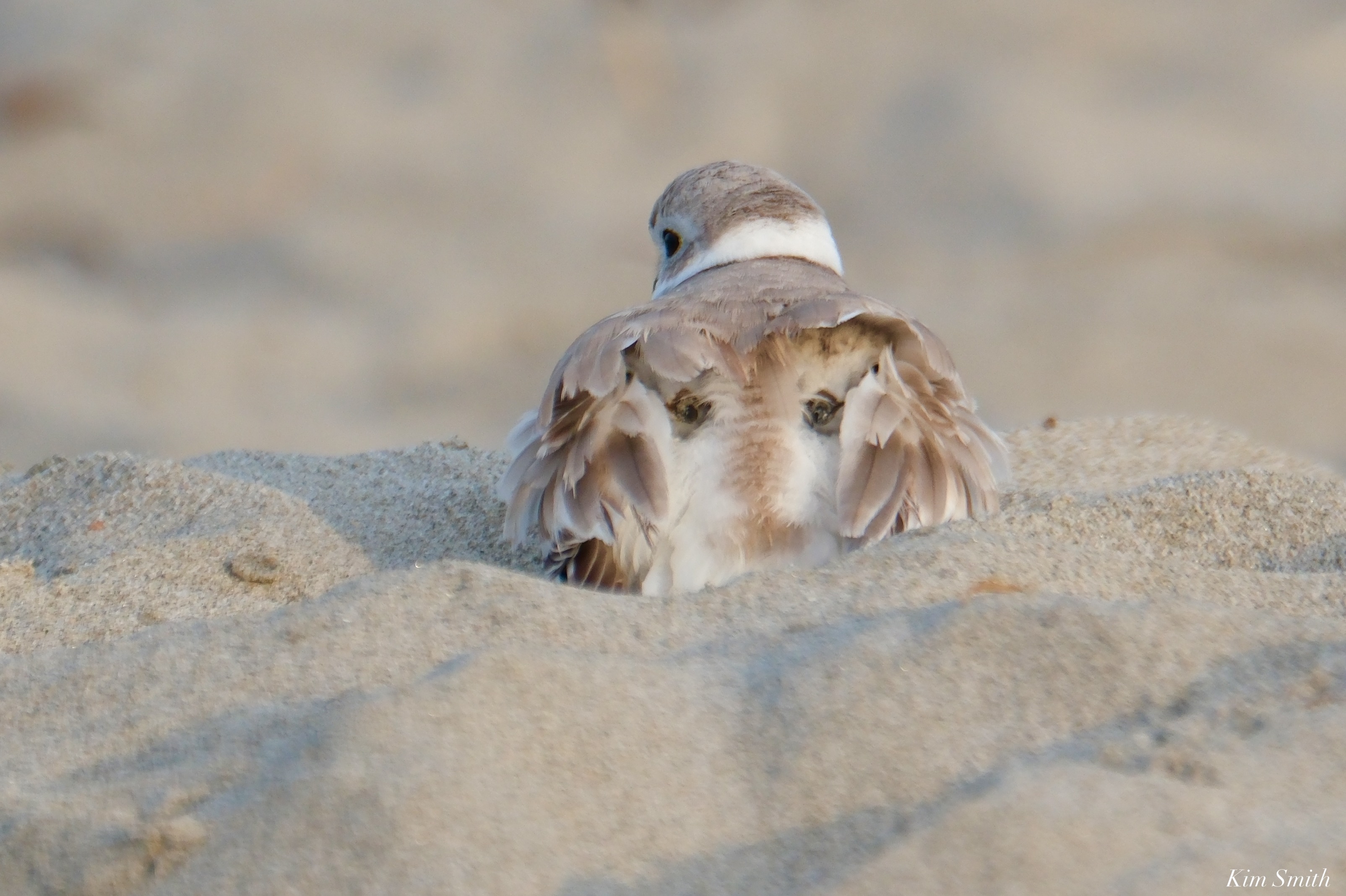 The Piping Plover Project | Dedicated to Piping Plover Conservation ...